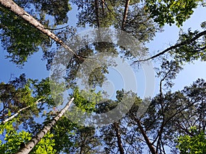 The forest from the bottom up photo