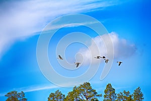 Forest-breeding bean goose - Flock over forest.