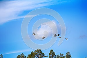 Forest-breeding bean goose - Flock over forest.