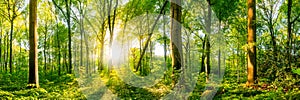 Forest with bright sun shining through the trees photo