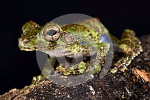 Forest Bromeliad Treefrog, Osteocephalus cabrerai