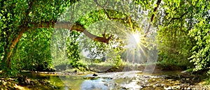 Forest with brook and bright sun photo