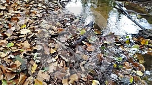 Forest brook with calm flowing water and bright foliage in backlight and low angle view over the silky ripples in slow motion