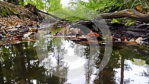 Forest brook with calm flowing water and bright foliage in backlight and low angle view over the silky ripples in slow motion