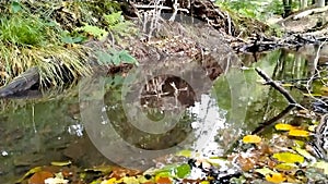 Forest brook with calm flowing water and bright foliage in backlight and low angle view over the silky ripples in slow motion