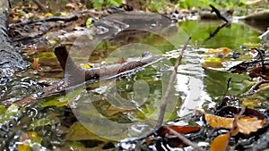 Forest brook with calm flowing water and bright foliage in backlight and low angle view over the silky ripples in slow motion