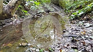 Forest brook with calm flowing water and bright foliage in backlight and low angle view over the silky ripples in slow motion