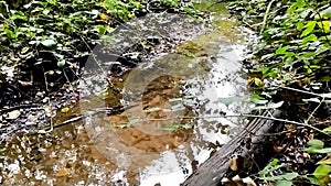 Forest brook with calm flowing water and bright foliage in backlight and low angle view over the silky ripples in slow motion