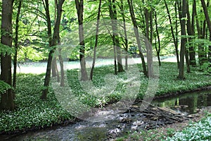 Forest with brook between Mmajdan and Rybaren in Majdan Male Karpaty mountains near Horne Oresany, west Slovakia