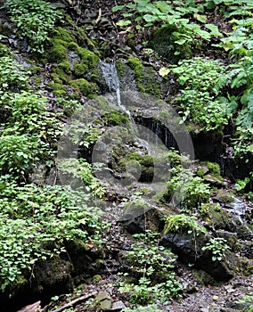 Forest brook running down the mossy hills