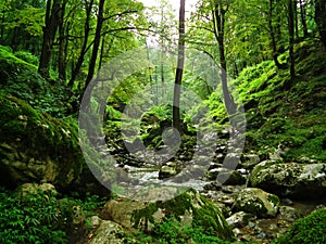 Forest brook streaming in The Caspian Hyrcanian forests , Iran