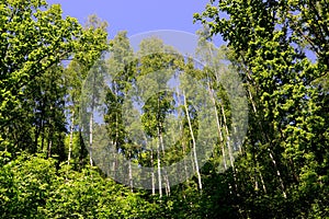 Forest on Broumovsko