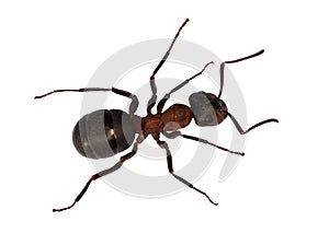 Forest brown ant top view