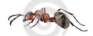 Forest brown large isolated ant