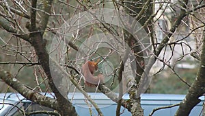 Forest brown squirrel coming into town and climbing fruit tree branches before leaping away