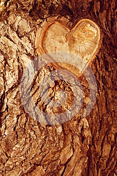 Forest brown wooden background. Texture forest wooden tree bark