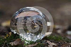 Forest through a bruning glass