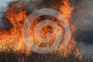 Forest brush grass wild fire flames burning prescribed burn global warming