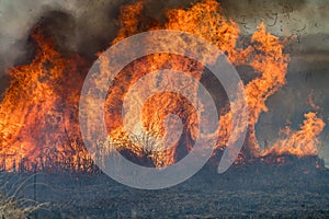 Forest brush grass wild fire flames burning prescribed burn global warming