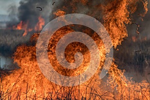 Forest brush grass wild fire flames burning prescribed burn global warming