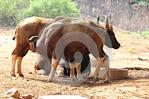 Forest Buffalo with Baby in Indira Gandhi Zoological Park