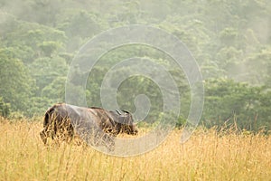 Forest buffalo Conkouati- Douli national park, Congo.