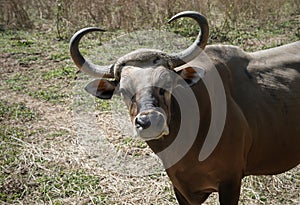 Forest buffalo standings and looking at camera photo