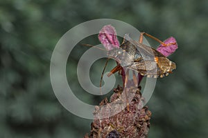 Forest Bug