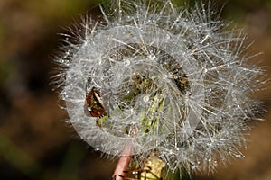 Forest bug on a dandelion