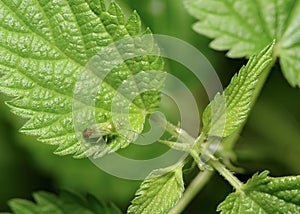 A forest bug on the edge of a shrub leaf