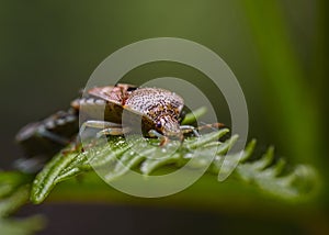 Forest bug or red-legged shieldbug mating on a tree leaf