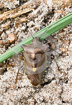 The forest bug top view
