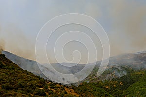 Forest burned by the arsonists