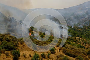 Forest burned by the arsonists