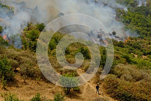 Forest burned by the arsonists