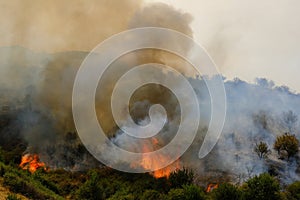 Forest burned by the arsonists