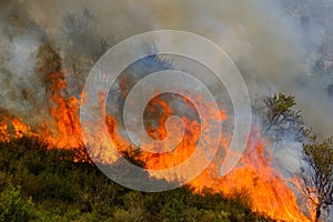 Forest burned by the arsonists