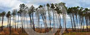 Forest burned by fire in dante's beach, italy