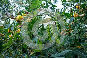 Forest bushes and trees with sheaths and flowers photo