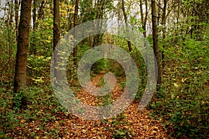 Forest Bypath covered with Leaves