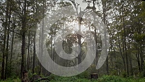 Forest Byron Hinterlands NSW Australia