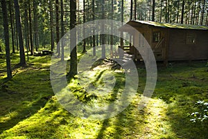Forest Cabin on Sunny Morning