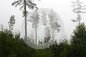 Forest after the calamity in the fog