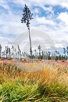 Forest calamity in the High Tatras National Park, Slovakia.