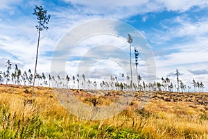 Lesná kalamita v Národnom parku Vysoké Tatry na Slovensku.