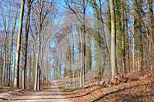 Forest called `Odenwald`in Heidelberg in Germany on a sunny early spring day