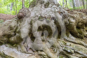 Forest of Campo dei Fiori, Varese, Italy