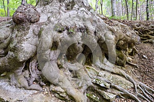 Forest of Campo dei Fiori, Varese, Italy