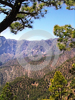 Forest of Canary Island