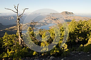 Forest of Canary Island pine, Las Ninas dam and massif of Tauro. photo